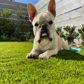 SYNLawn Austin Pet Grass