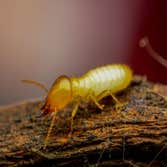 Photos by Evergreen City Termite Removal Experts #2