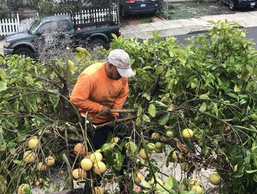 Photos by Moreno Tree Service #1