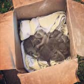 Photos by Ginx Rodent and Wildlife Removal LLC #1