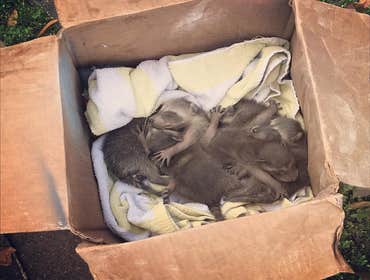Photos by Ginx Rodent and Wildlife Removal LLC #1