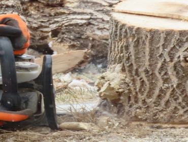 Tree Stump Grinding Removal in Sandy Springs, GA | Baxter General Contracting