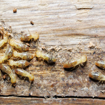 Ozane Termite & Pest Control
