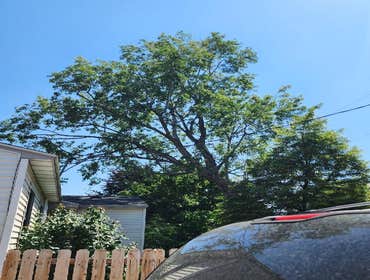 Photos by Artistic Treeworks #1