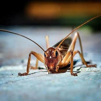Ozane Termite & Pest Control