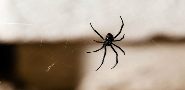 Photos by Addison Pest Control of Texas #1