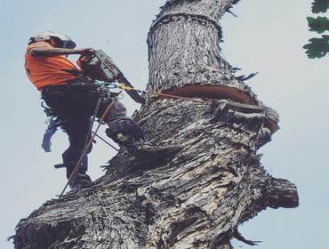 Photos by Arborsafe Tree Service #1