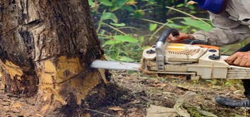 Photos by Pasadena Tree Services #1