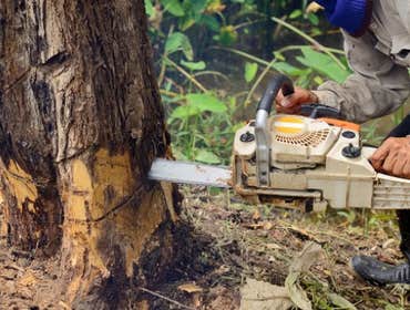 Photos by Pasadena Tree Services #1