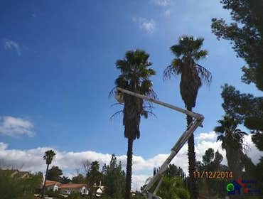 Photos by Estates Tree Service #1