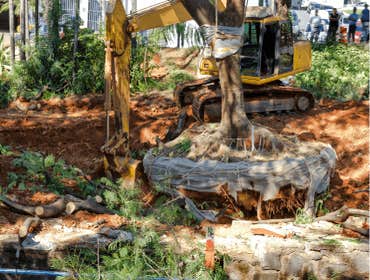 Photos by Ithaca Tree Service #1