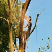 Photos by Hickory Town Tree Service #1