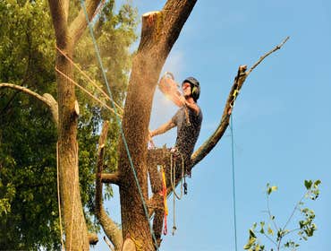 Photos by Hickory Town Tree Service #1