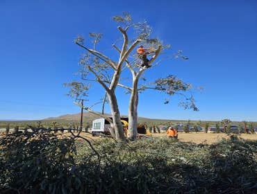 Photos by Master of Tree Care Services Inc #4