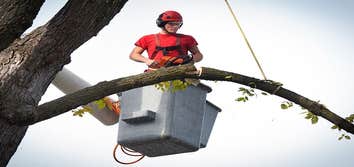 Photos by the First State Tree Service #1