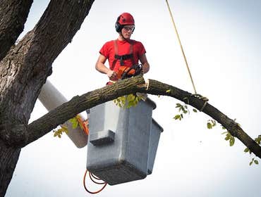 Photos by the First State Tree Service #1