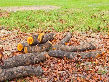 Photos by Top Tree Service Miami #1 tree service Miami , Miami tree service, tree service, tree service fl, fl tree service