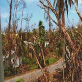 Central Florida Tree and Debris