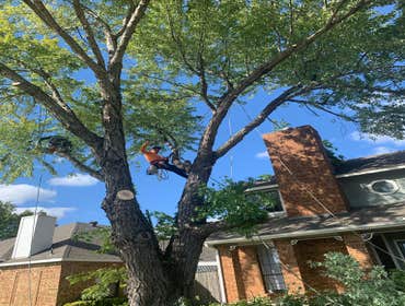 Photos by K-perez Tree Services #1