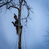 Bayside Tree Removal Service