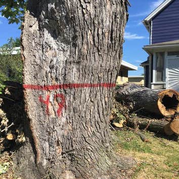 Bloomington Tree Care