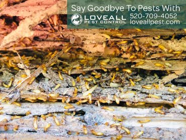 Pest Control Service
