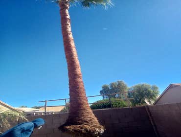 Skin Palms