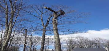 Photos by No Heights Tree Service #1