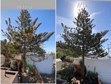 Photos by Ms Tree Services #1