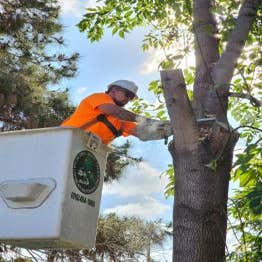 CM Precision Tree and Landscape Maintenance I‎nc