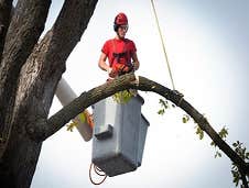 Photos by the Garden City Tree Service Co #1
