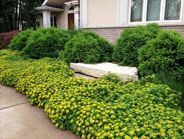 Prevent weeds & add color