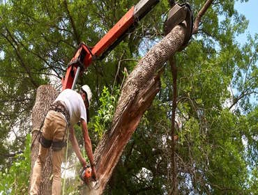Photos by Fortress Tree Service Bellevue #1