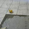 Auld Floors and More LLC logo