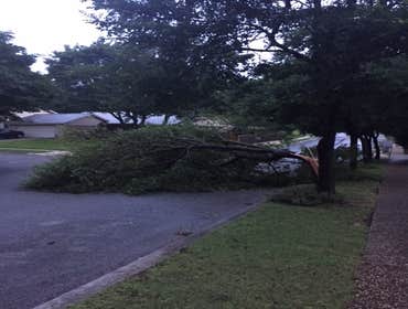 Photos from South Texas Tree of Life Tree S.Tx Tree of Life Tree Service