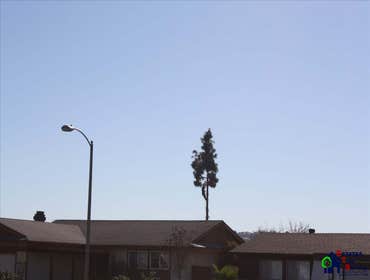 Photos by Estates Tree Service #1