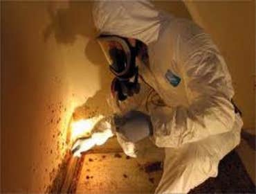 Mold Inspection and Removal in LA