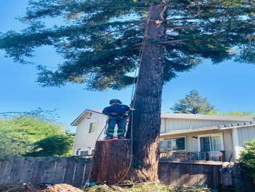 Photos by Camilo Tree Service #1