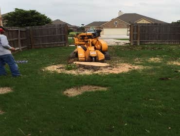 Photos from South Texas Tree of Life Tree S.Tx Tree of Life Tree Service