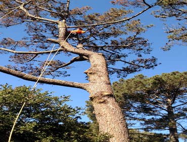 Photos by Moreno Tree Service #1