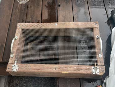 Rodent Treatment & Insulation Services