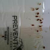 Photos by Preventive Pest Control Las Vegas #1