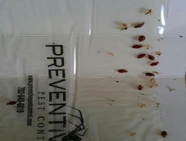 Photos by Preventive Pest Control Las Vegas #1