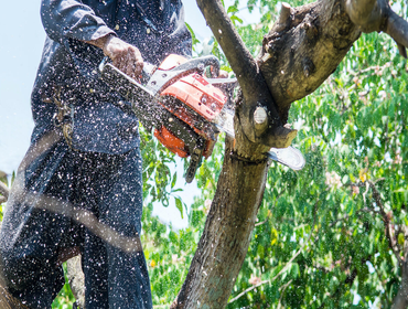 Photos by Bay Area Tree Co #1