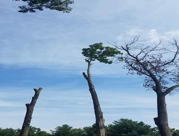 Photos by Amigos Lawn Care & Tree Service #1