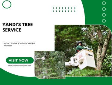 Photos by Yandi's Tree Service #26