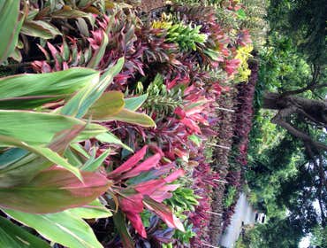 Photos from Kauai Hydroseed & Landscape Llc