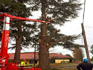 Photos from General Tree Service