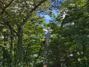Flores Tree Services General & Landscaping