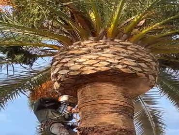 Photos by California Green Tree Care #1